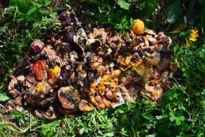 Was gehört in den Kompost und Bokashi Eimer