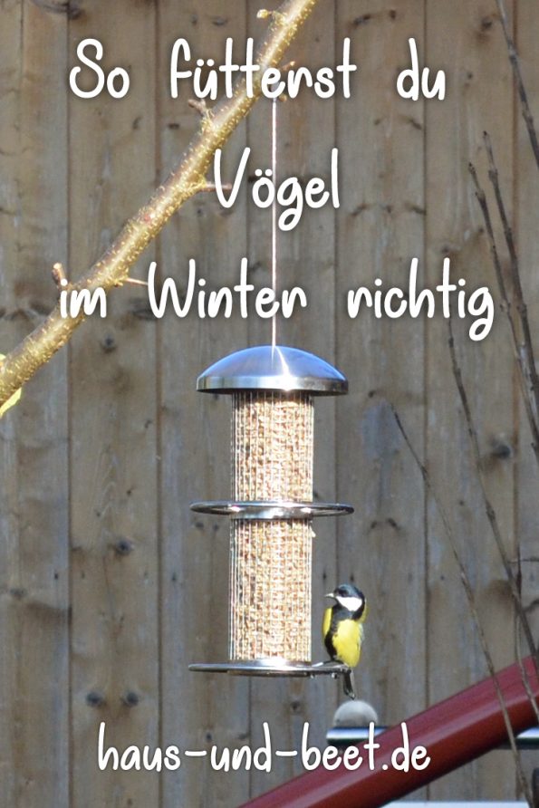 Vögel füttern im Winter