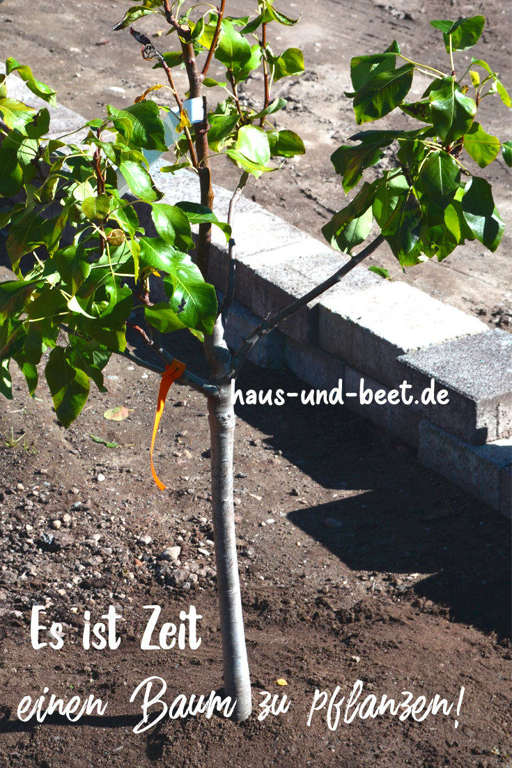 Wie man Bäume richtig pflanzt Eine Anleitung Haus und Beet