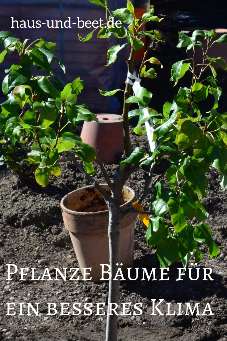 Wie man Bäume richtig pflanzt Eine Anleitung Haus und Beet