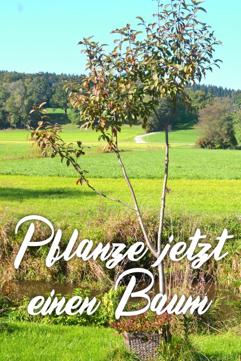 Wie man Bäume richtig pflanzt Eine Anleitung Haus und Beet