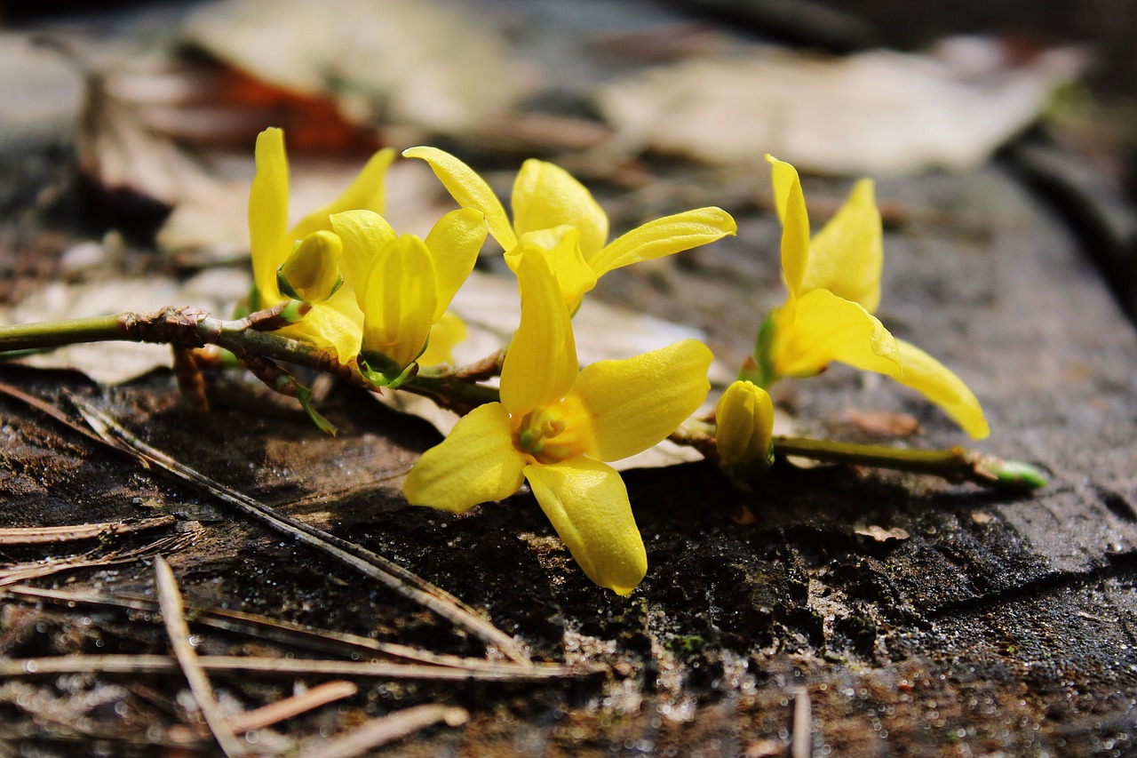 Was gibt es im Garten im April zu tun? - Haus und Beet