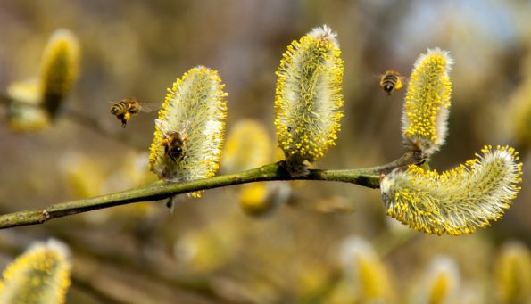 Garten im März - Sitzplätze, Nahrung für Bienen