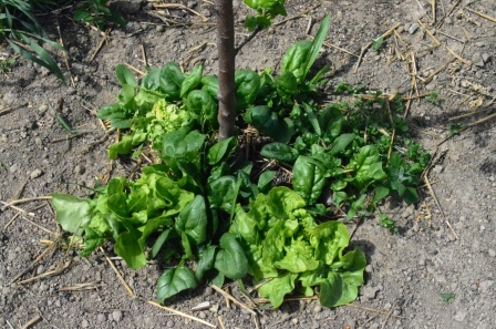Spinat und Salat in der Selbstversorgung im Mai