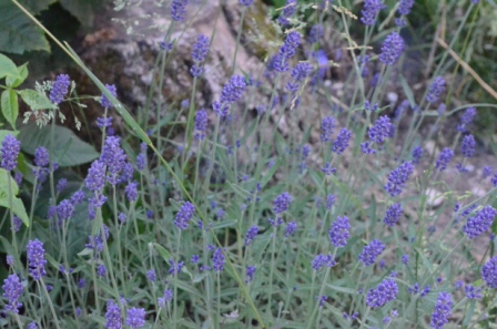 Lavendel Bienen und Hummeln
