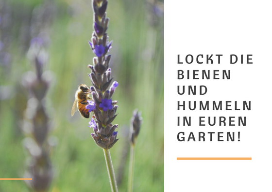 Locke Bienen und Hummeln in deinen Garten