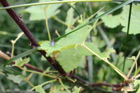 Raupen fressen die Blätter von der Johannisbeere