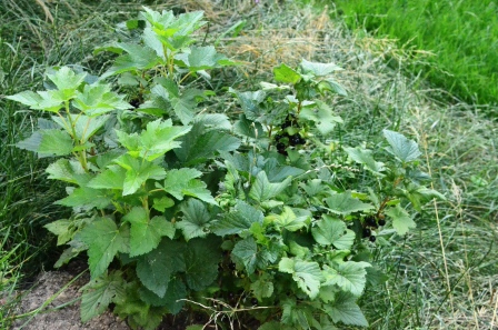 juli schwarze johannisbeere