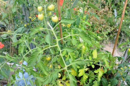 juli tomate
