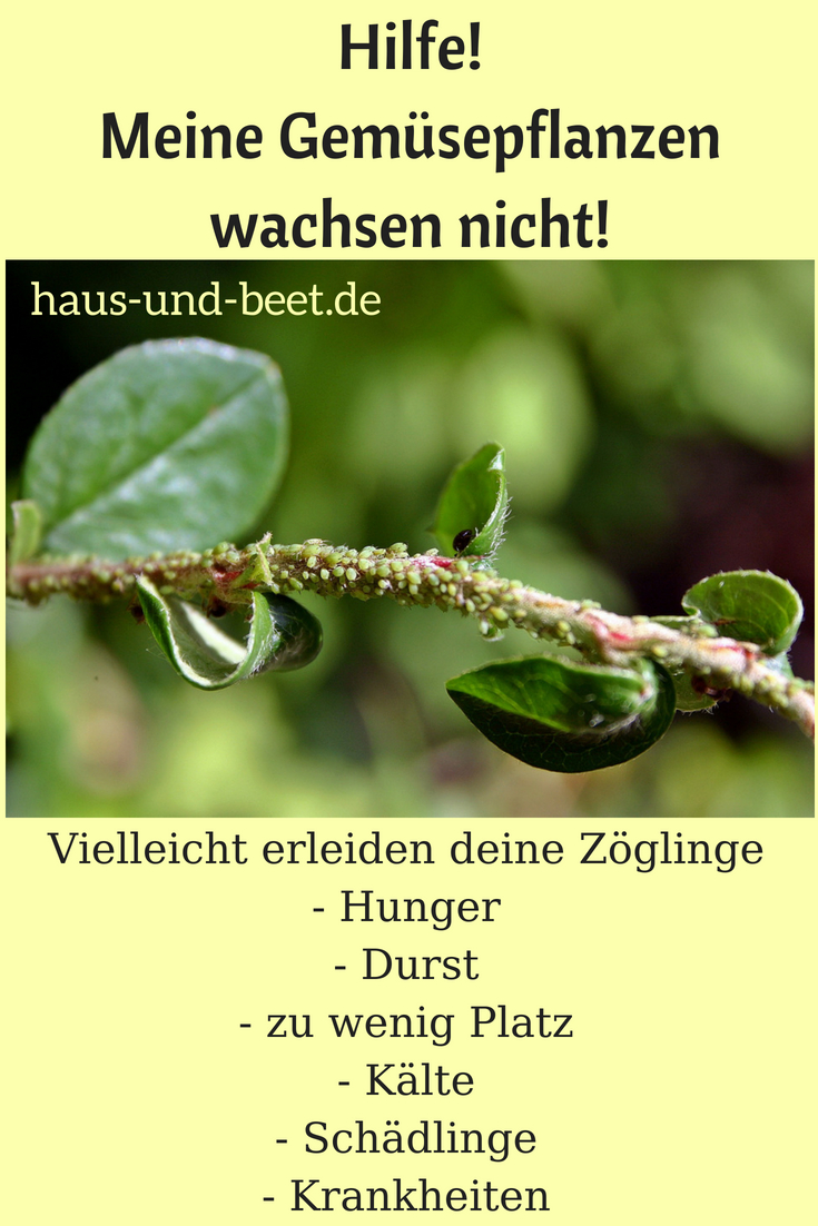 Gemuesepflanzen wachsen nicht 2