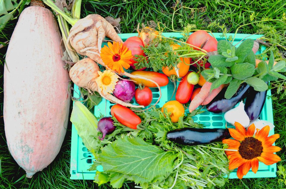Gemüsegarten Anbauplan - So gelingt dir Gemüse anbauen - Haus und Beet