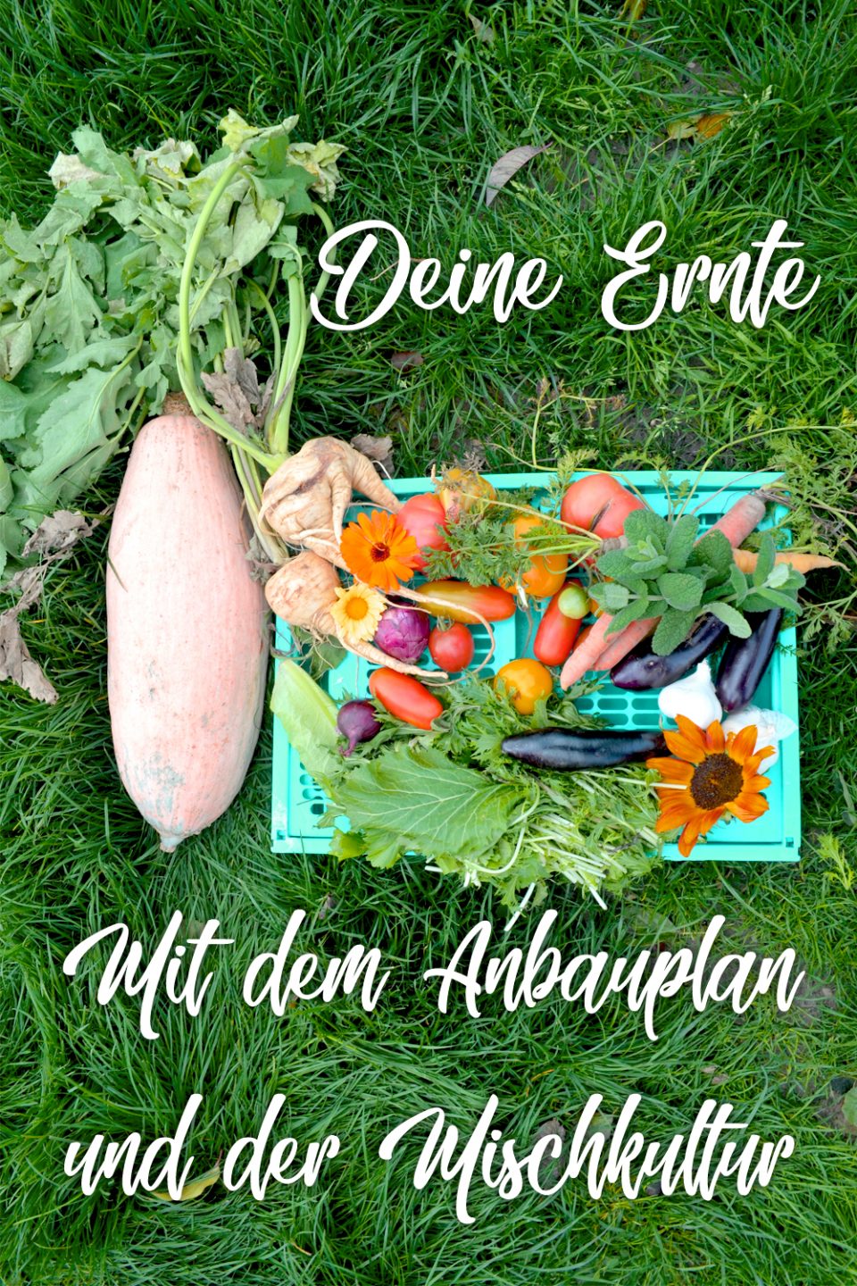 Gemüsegarten Anbauplan So gelingt dir Gemüse anbauen Haus und Beet