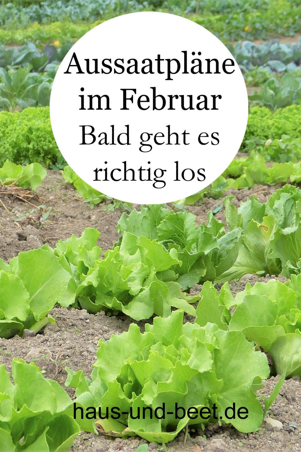 Aussaatpläne im Februar, Welches Gemüse im Februar anbauen