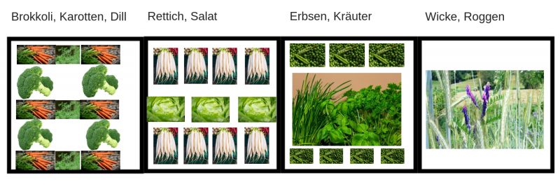 Fruchtfolge im Garten Was du beachten solltest Haus und Beet