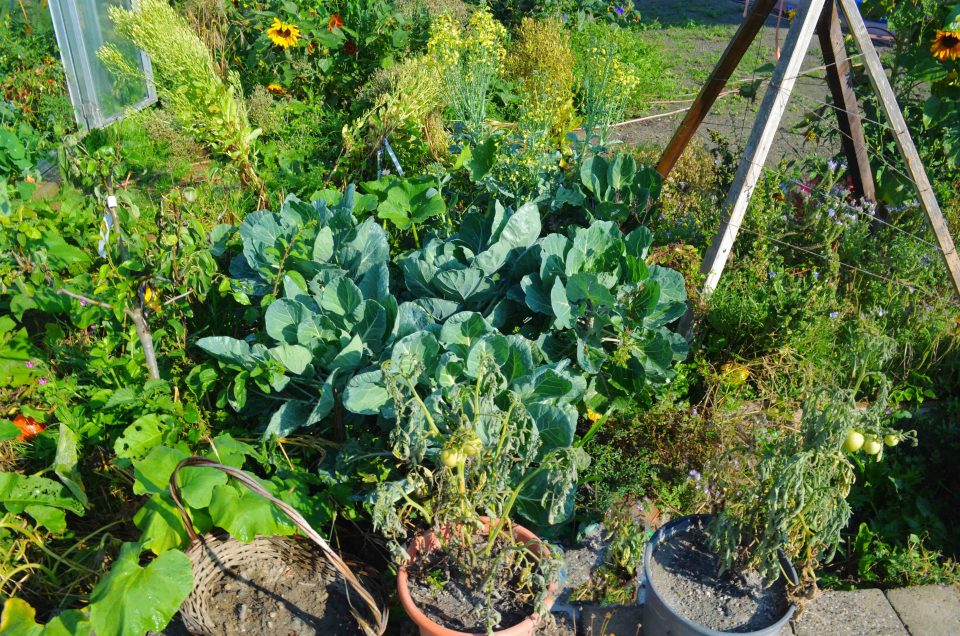 Mythen über Gemüse anbauen