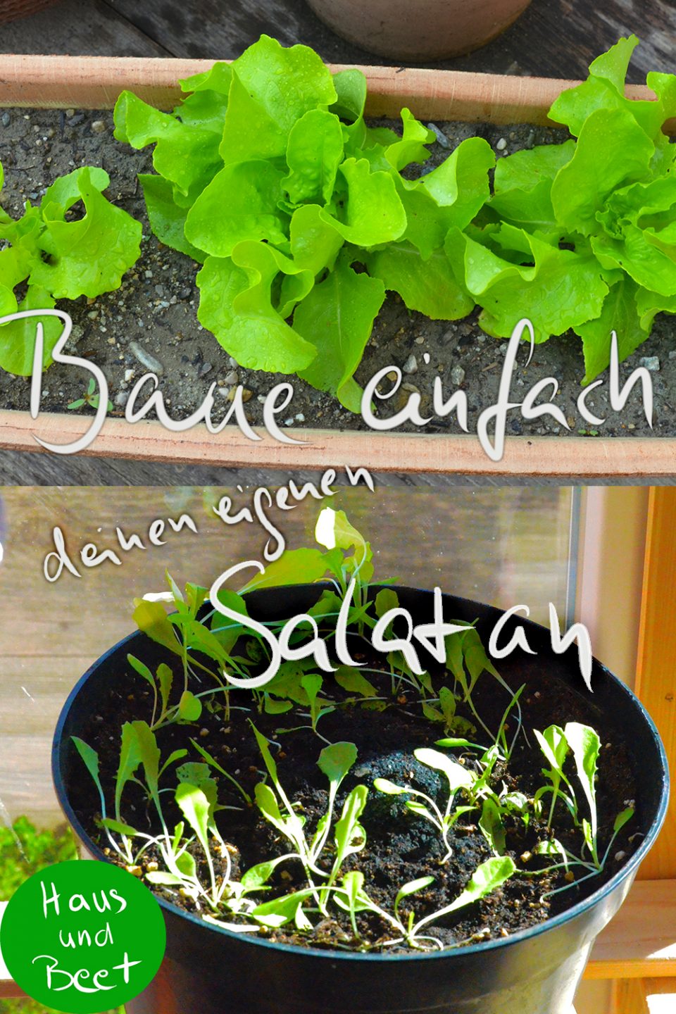 Salat anbauen einfach daheim