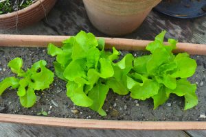 Salat anbauen einfach daheim