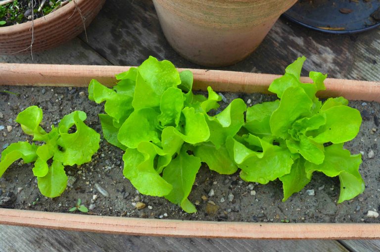 Salat anbauen einfach bei dir daheim! Haus und Beet