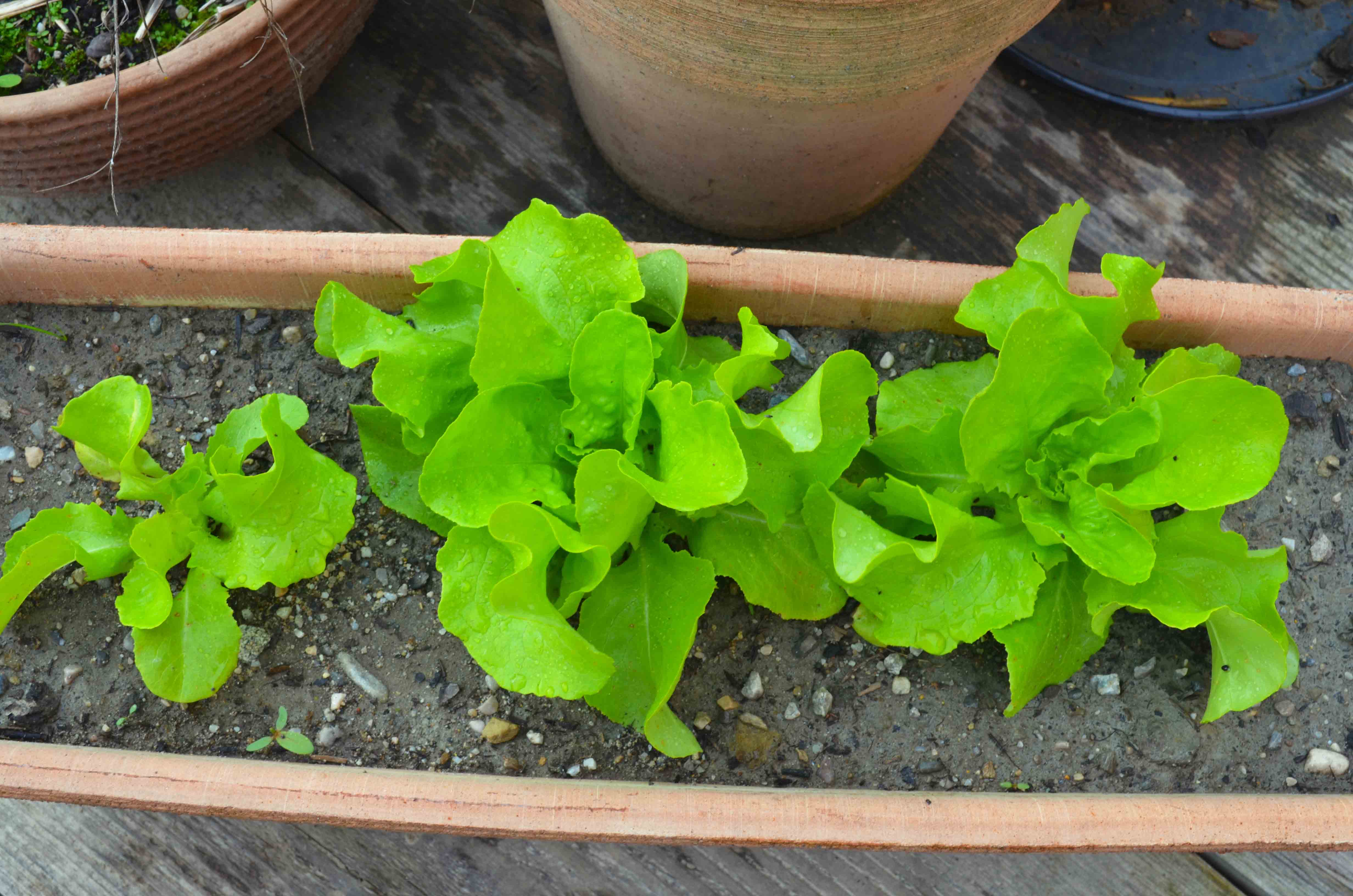 Salat anbauen einfach bei dir daheim! - Haus und Beet