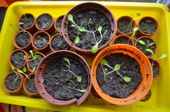 44+ Salat Selber Ziehen, Salat früh im jahr ohne kunstlicht