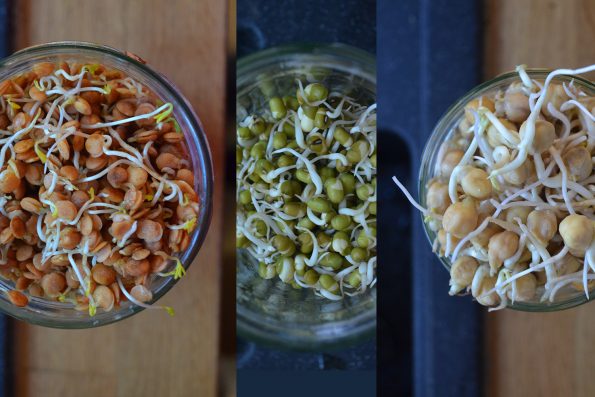 Sprossen Salat, Gemüse aus dem Glas
