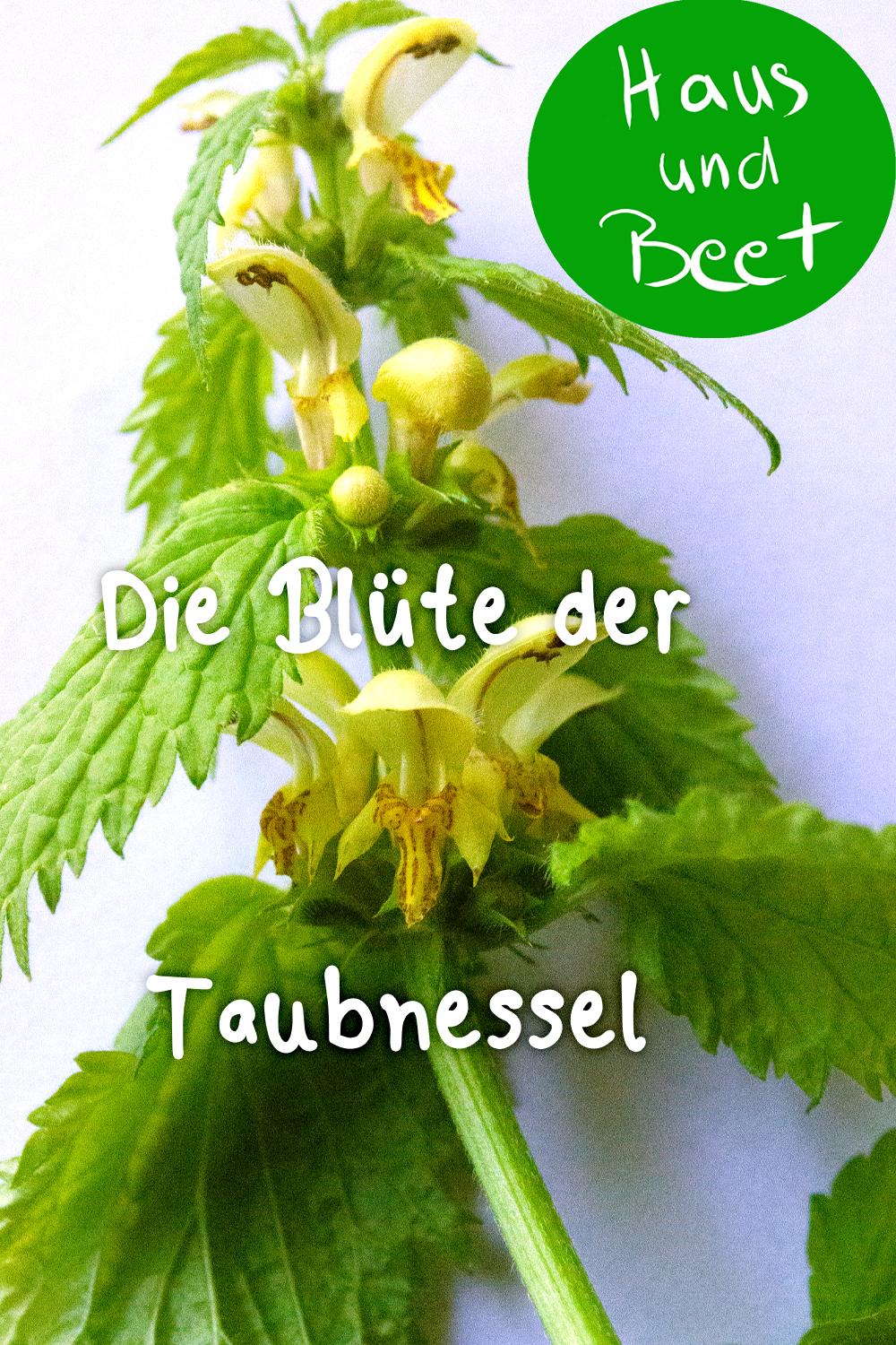Taubnessel