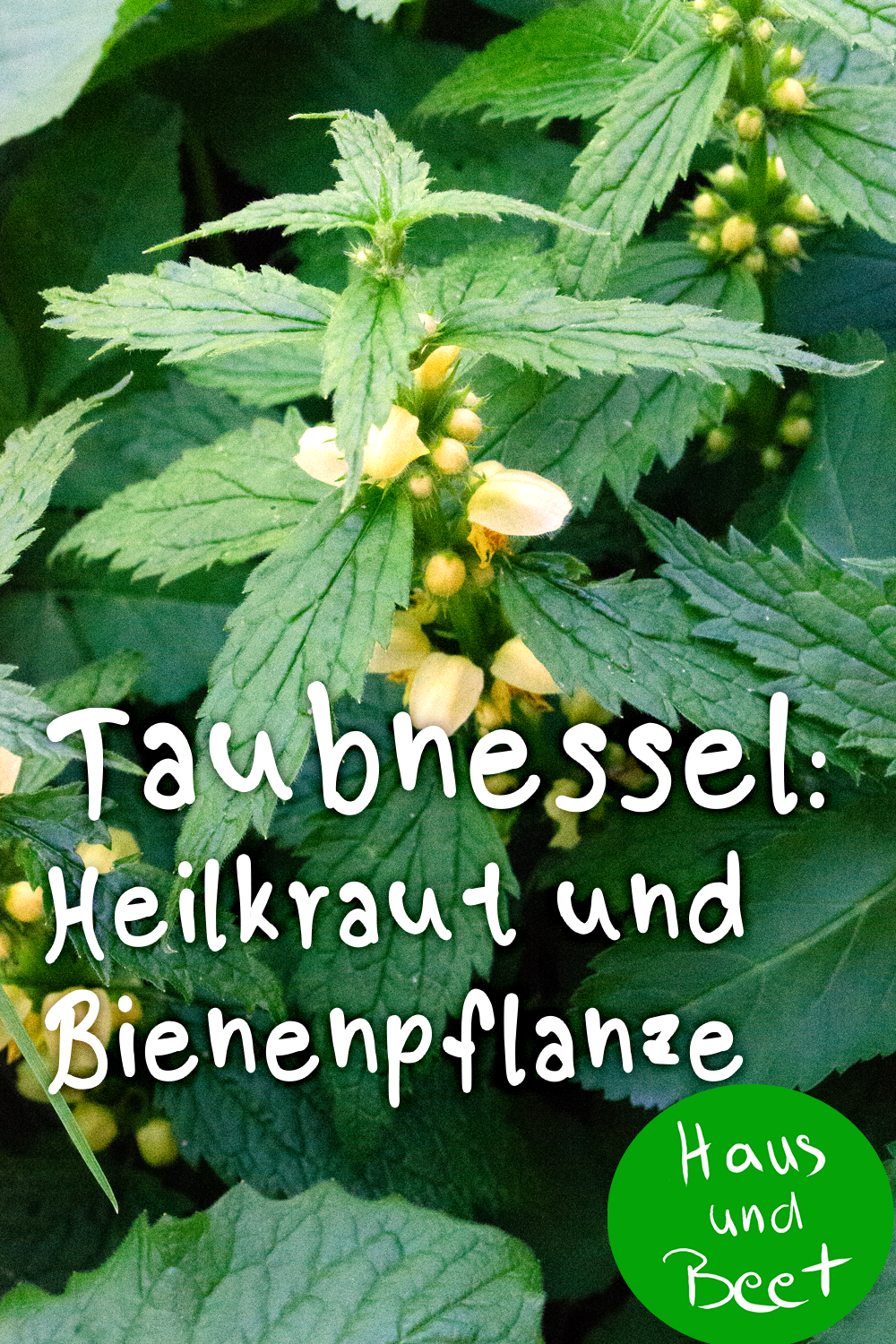 Taubnessel