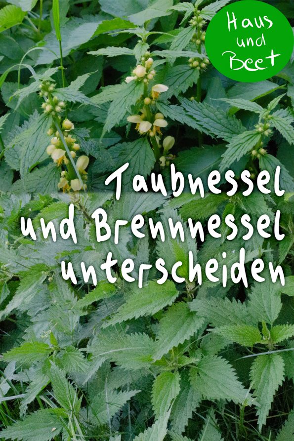 Taubnessel und Brennnessel