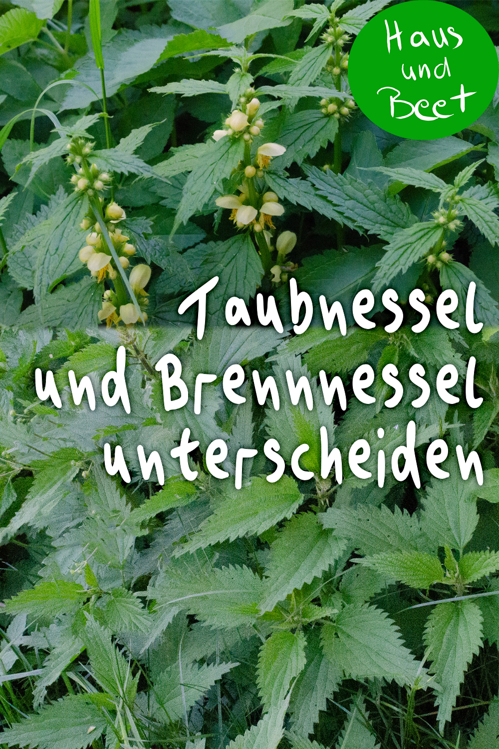 Taubnessel und Brennnessel