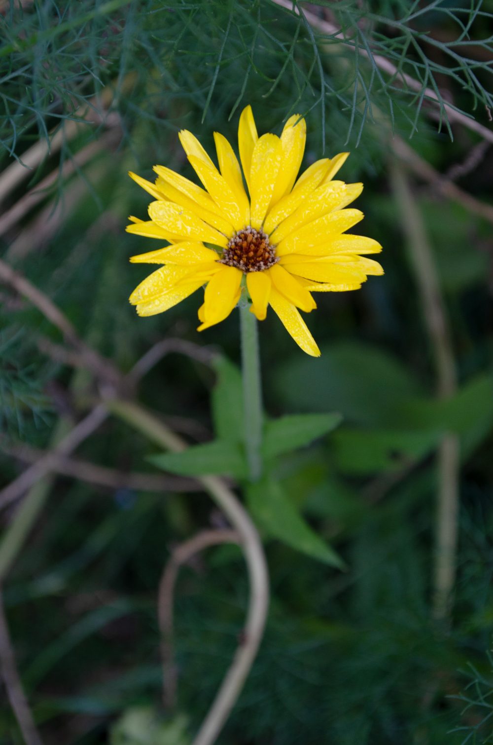 Ringelblume im Garten
