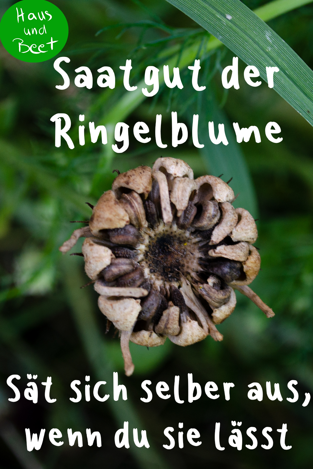 Ringelblume