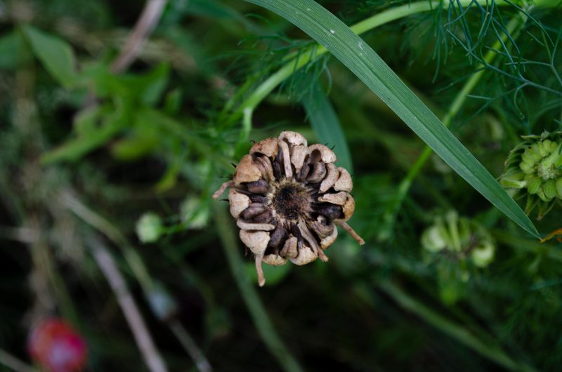 Ringelblume Saatgut