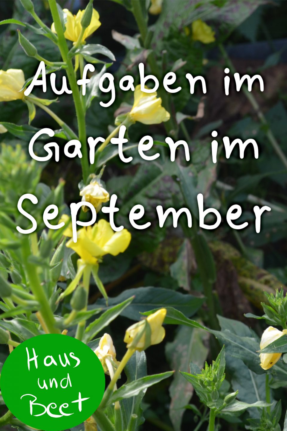 Garten im September