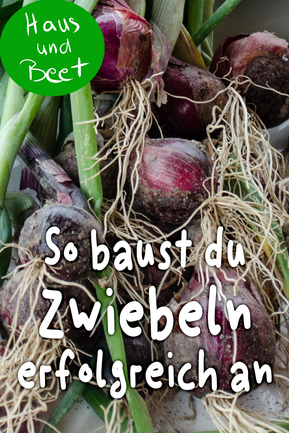 Zwiebel anbauen