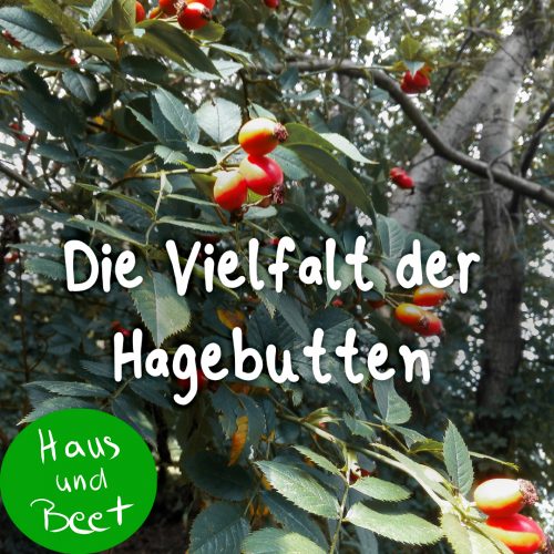 Hagebutte