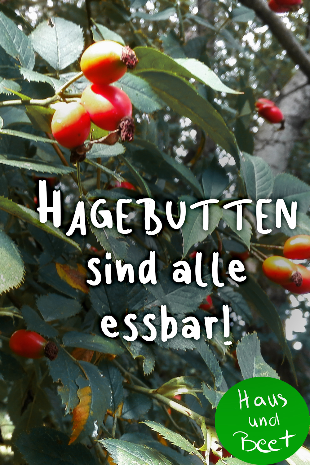 Hagebutte