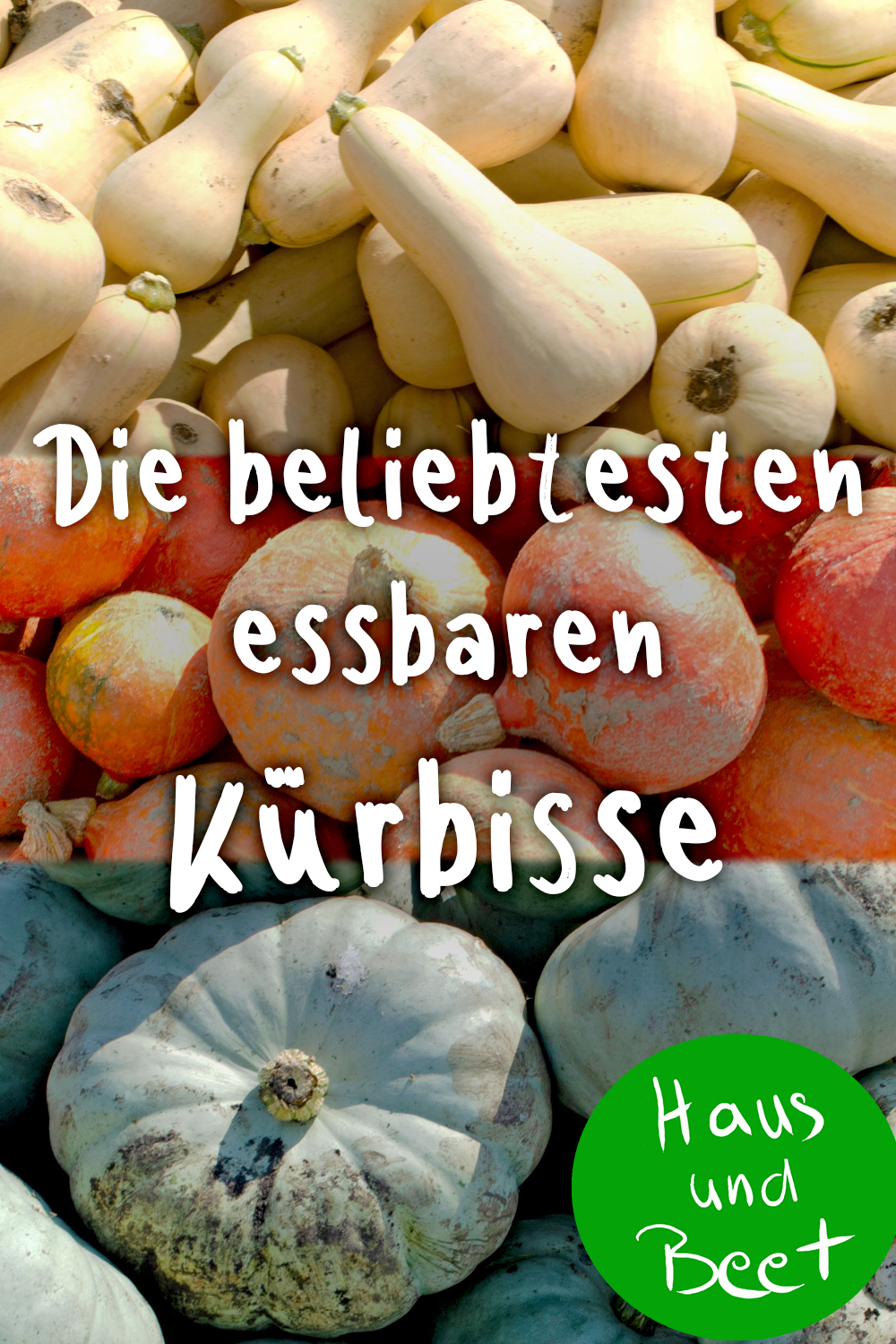 Kürbisse
