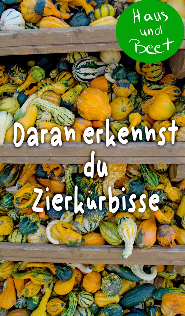 Zierkürbis