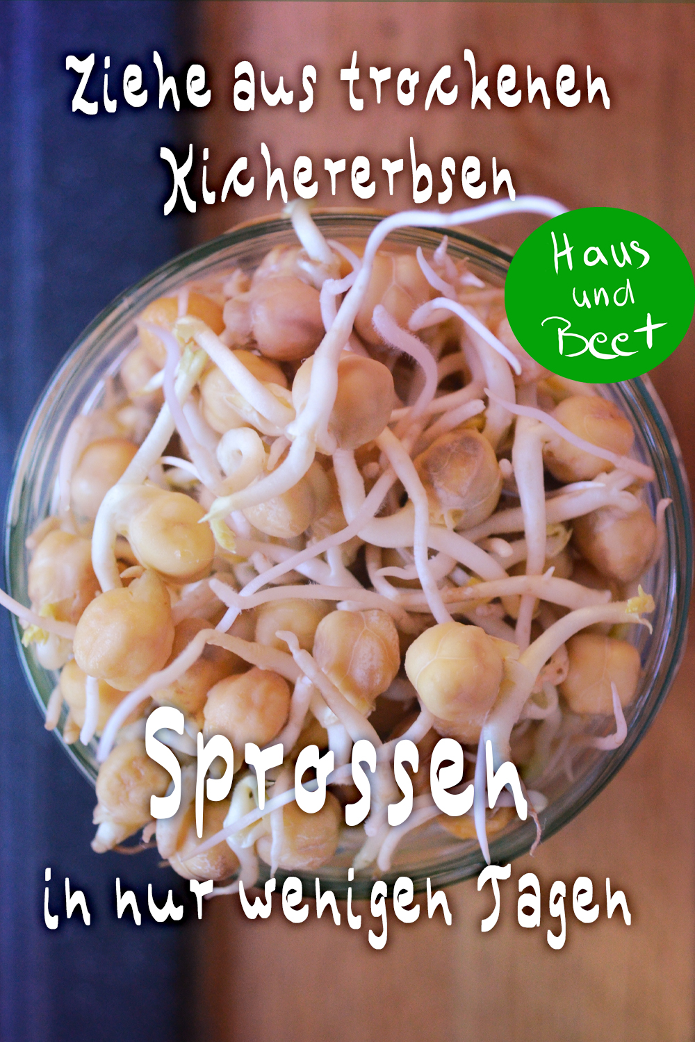 Sprossen Salat Gemüse aus dem Glas Haus und Beet