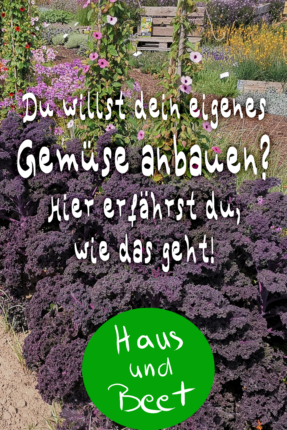 Gemüse anbauen