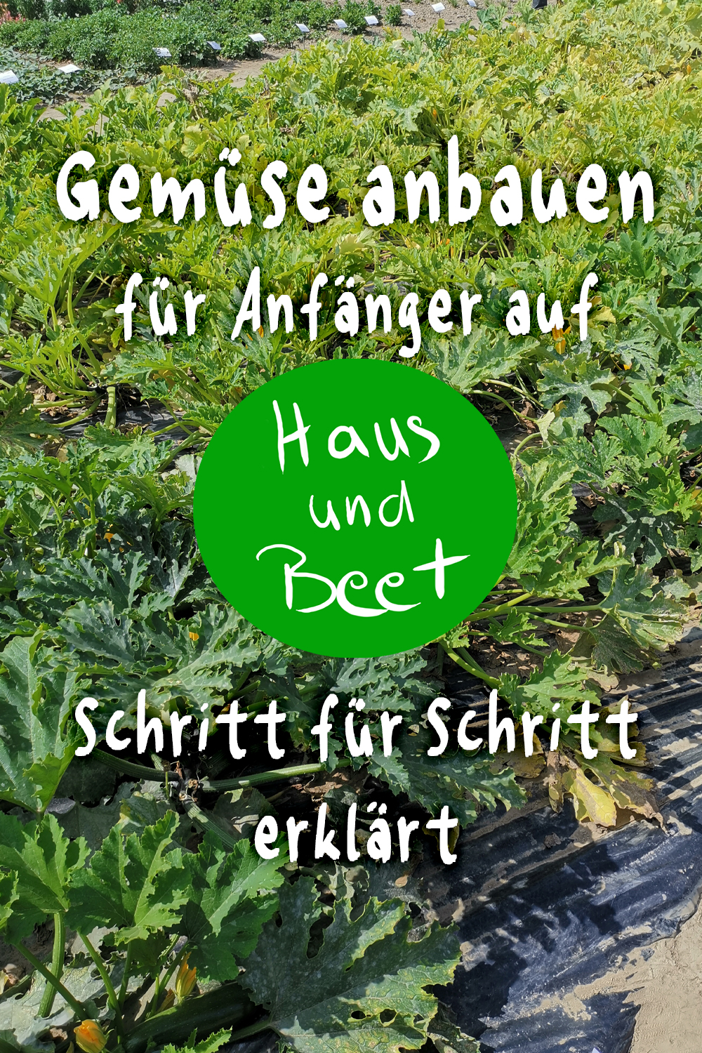 Gemüse anbauen
