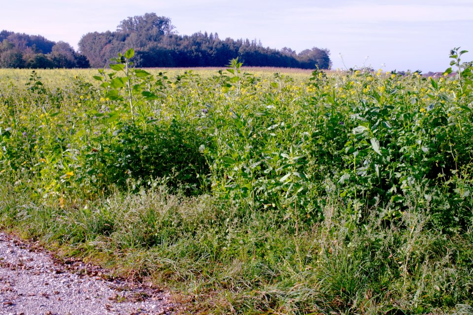 Pestizide einfach und verständlich erklärt Haus und Beet