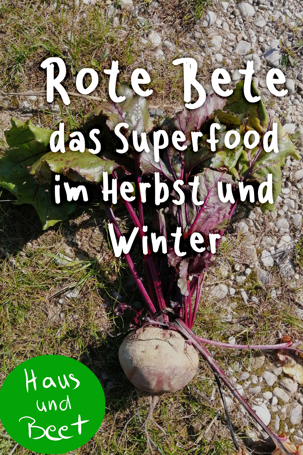 Rote Bete