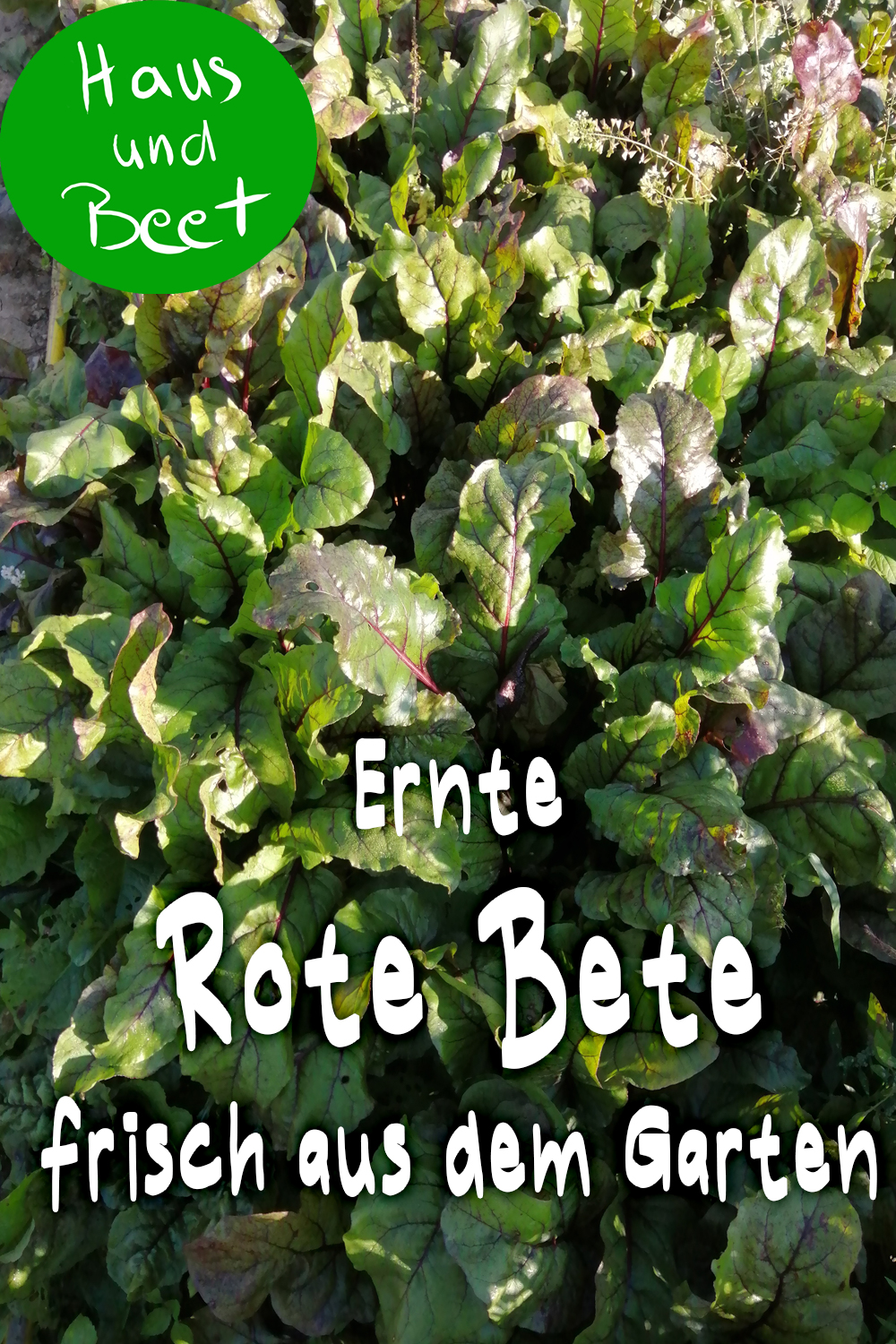 Rote Bete anbauen