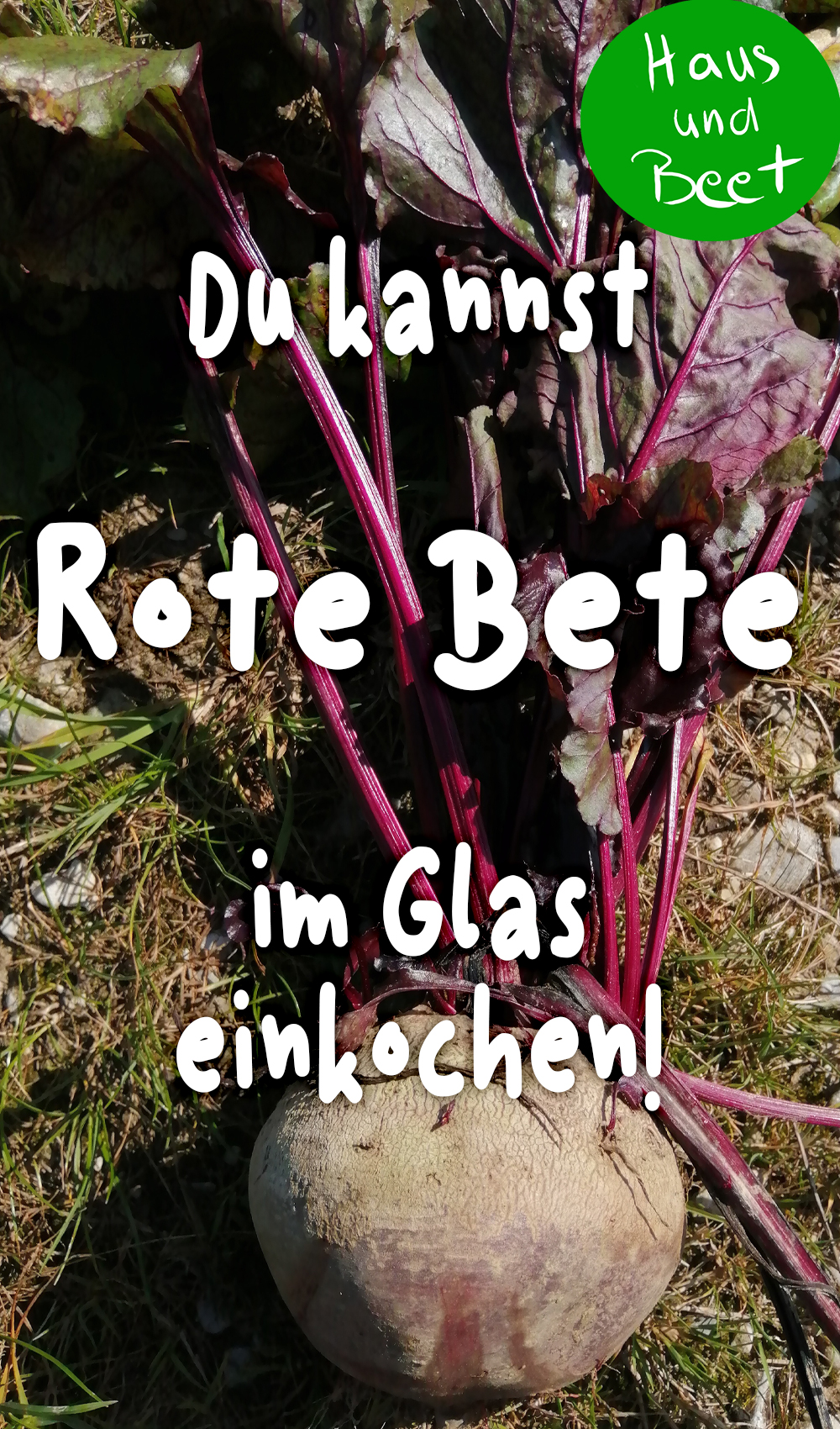 Rote Bete haltbar machen