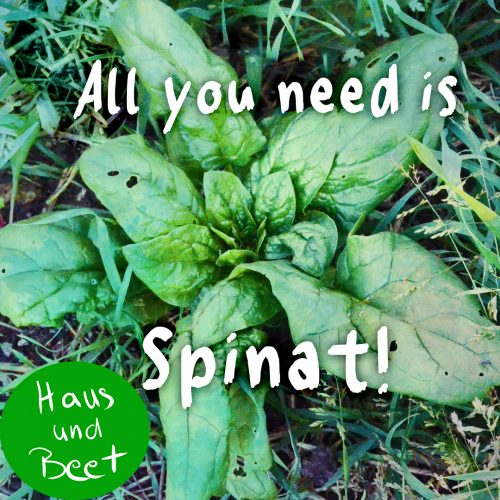 Spinat