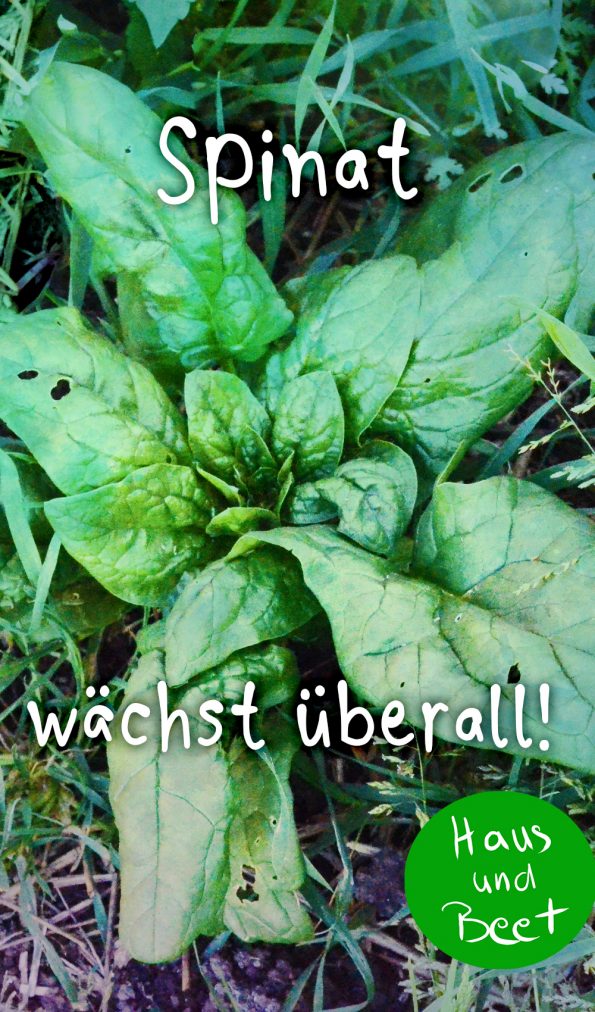 Spinat anbauen