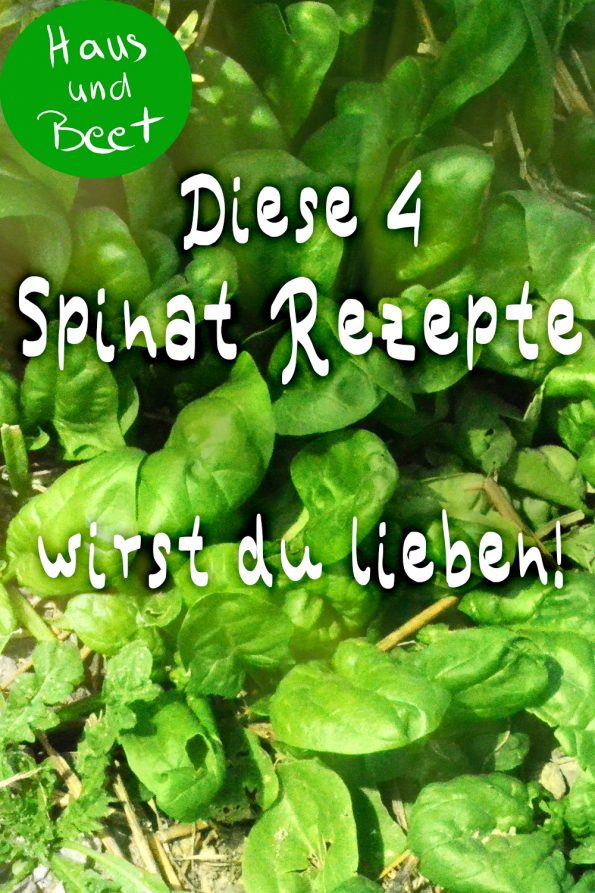 Spinat vegetarische Rezepte