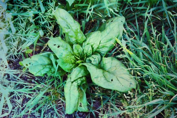 Spinat im Garten