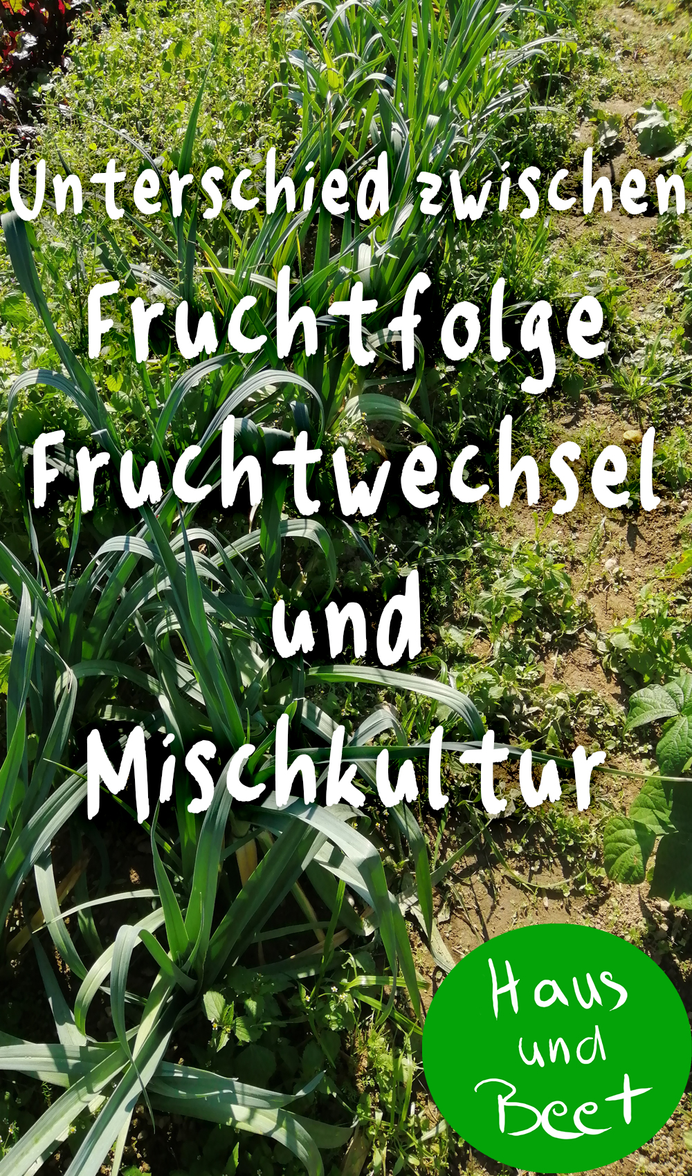 Fruchtfolge Gemüse
